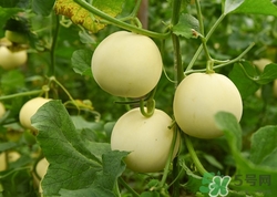 多吃香瓜有什么好处(多吃香瓜有什么好处)