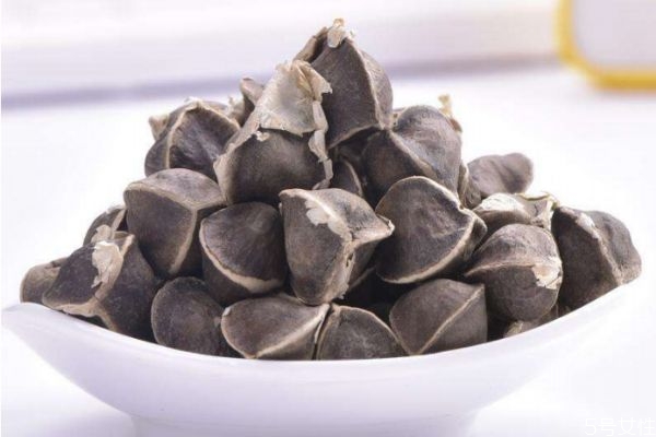 辣木的生长环境是怎么样(辣木生长在什么地方)