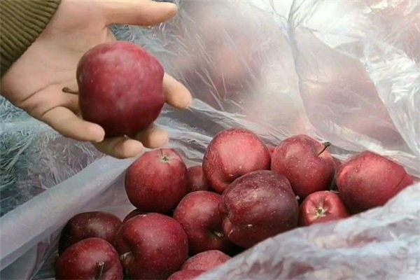 花牛苹果的特点(正宗花牛苹果是什么样的)
