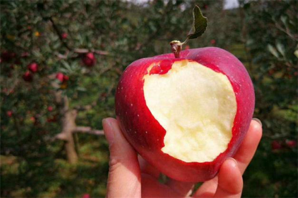 花牛苹果的功效和作用(花牛苹果的功效和作用及禁忌)