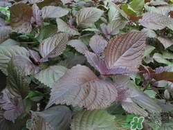 紫苏豆角炒肉片(紫苏豆角炒肉片)