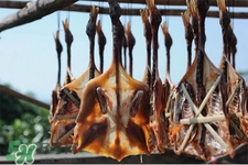 海蓝之谜面霜真假对比(海蓝之谜面霜真假对比图)