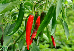 软辣椒怎么吃(辣椒软了还能吃吗)