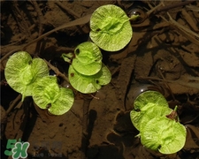 榆钱的吃法(榆钱的吃法)