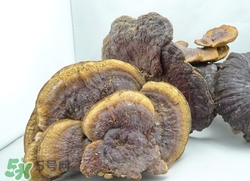 灵芝推荐食用方法(灵芝最佳食用方法)
