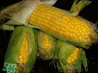 玉米须的副作用(玉米须的副作用和禁忌)