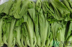 功效和作用介绍(绿茶的功效和作用介绍)