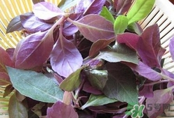 红背菜怎么做好吃(红背菜怎么做好吃)