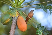 青木瓜的营养价值(青木瓜的营养价值及功效)