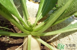 白萝卜叶的做法(白萝卜叶的做法大全)