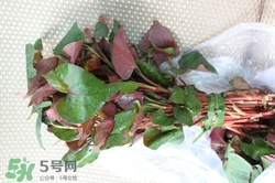 鱼腥草治咳嗽的做法(鱼腥草治咳嗽的做法)