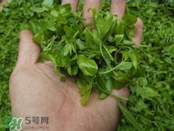 雪美清酒糟面膜使用感受(雪美清酒粕面膜怎么样)