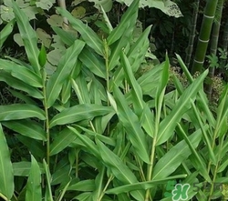 食用姜叶的日常注意事项(姜叶可以食用吗)