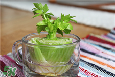 芹菜根怎么吃(芹菜根怎么吃降血压效果最好)