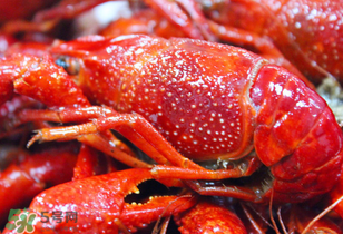 小龙虾的营养价值(小龙虾的营养价值及功效和作用) 小龙虾的营养价值(小龙虾的营养价值及功效和作用)