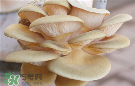 元蘑的吃法(元蘑的吃法) 元蘑的吃法(元蘑的吃法)