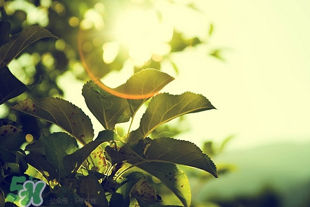 美容液是怎么样的(美容液是干嘛用的)