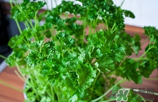 香菜虽好食用也有禁忌:(香菜的食用禁忌)