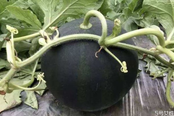 西瓜一般在什么季节吃(西瓜是什么季节吃)