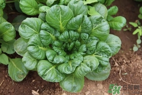 乌塌菜的挑选(乌塌菜介绍)