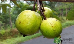 草本搭档苦参除螨皂用法(草本搭档苦参除螨皂好用吗) 草本搭档苦参除螨皂用法(草本搭档苦参除螨皂好用吗)