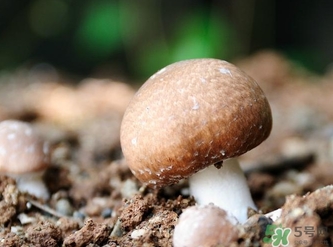 巴西蘑菇的功效(巴西蘑菇的功效和作用及禁忌)