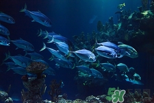 大马哈鱼的热量是多少(大马哈鱼的热量是多少)