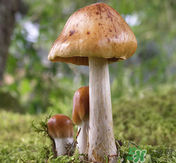 蘑菇放冰箱长毛了可以吃吗(蘑菇放冰箱长毛了可以吃吗) 蘑菇放冰箱长毛了可以吃吗(蘑菇放冰箱长毛了可以吃吗)