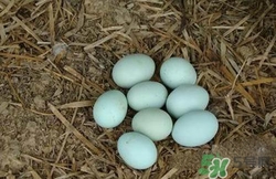 为什么绿皮鸡蛋的营养价值(绿皮鸡蛋的营养价值是否高些)