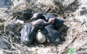 什么样的蛋最适合准妈妈(产妇吃什么蛋最好)