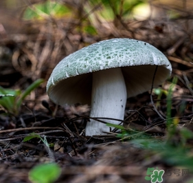 绿菇选购技巧(如何挑选红菇)