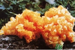 金耳的功效(金耳的功效和作用)