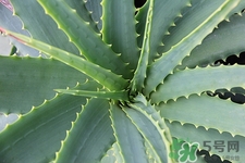 哪种仙人掌可以吃(哪种仙人掌可以吃图片)