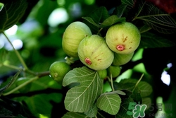 无花果的存储(无花果的存储方法)