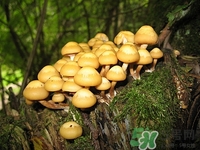 营养价值分析(营养价值高的食物有哪些)