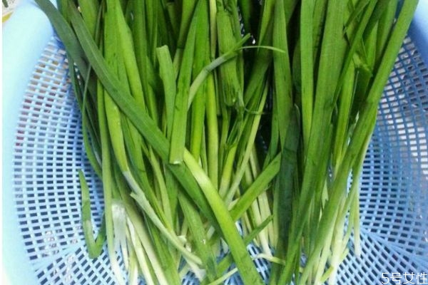 吃韭菜要注意什么(吃韭菜要注意什么)