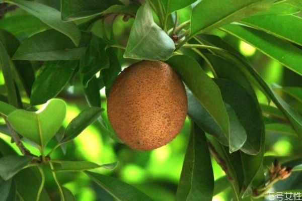 人心果的生长环境是怎么样的(人心果适合什么地方生长)