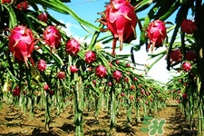 火龙果的热量(火龙果的热量高吗?适合减肥吗)