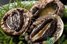 活鲍鱼的食用方法(活鲍鱼怎么吃最简单)