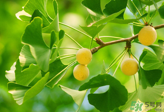 白果的食用方法(白果的食用方法和用量)