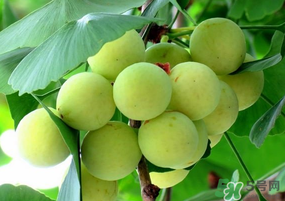 吃白果的坏处(吃白果有什么好处坏处) 吃白果的坏处(吃白果有什么好处坏处)