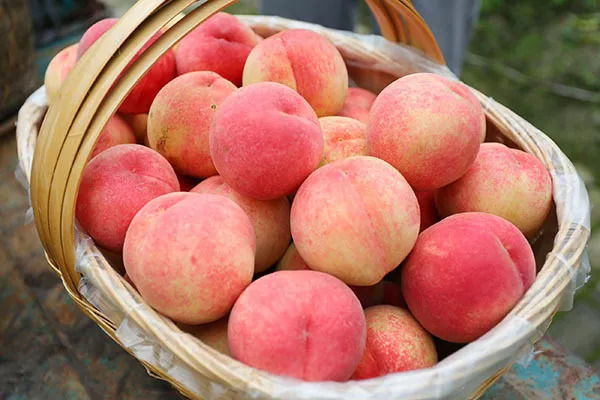 桃子怎么保存好(桃子怎么保存好吃)