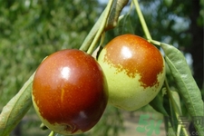 冬枣怎么吃补血效果好(吃冬枣补血吗)