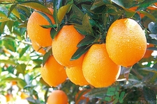 脐橙什么时候上市(今年赣南脐橙什么价格)