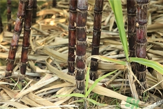 甘蔗吃多少不会胖(甘蔗吃多少不会胖)