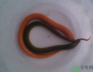 活鳝鱼的储存方法(鳝鱼保存方法) 活鳝鱼的储存方法(鳝鱼保存方法)