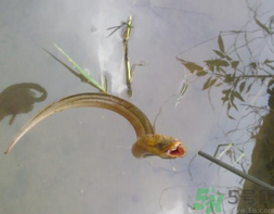 黄鳝可以放冰箱吗(黄鳝可以放冰箱吗?)