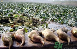 菱角怎么存放呢?(新鲜菱角怎么存放比较好?)