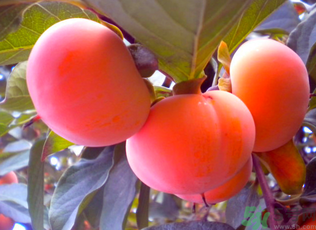 柿子的食用价值(柿子的食用价值和药用价值)