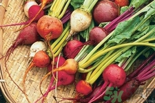 甜菜的选购方法(甜菜可以怎么吃)